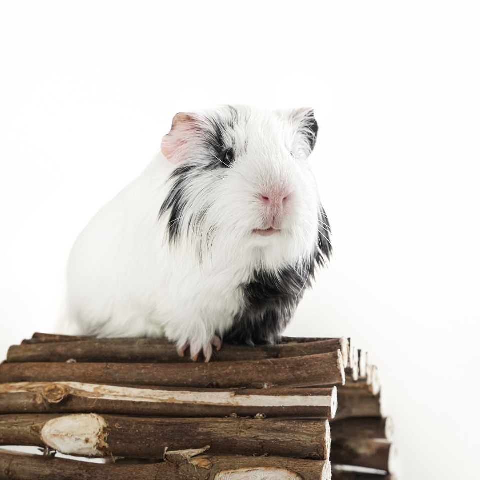 Help Animal Home en doneer Help Animal Home en doneer