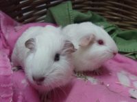 2 jonge beertjes