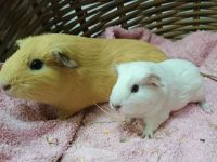 Ot & Sien