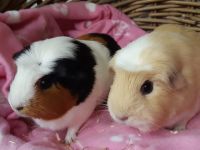 Frekkie & Lisa