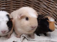 Madelief,Chiba & Daisy