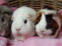 Mini, Mitzi & Brownie