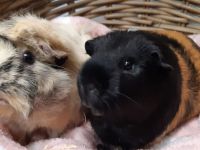 Bella & Nouri
