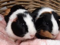 2 zeugjes