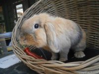 Pluis