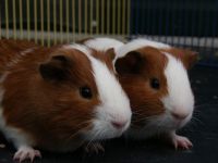 2 jongen