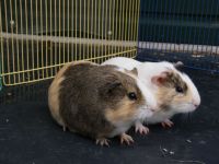 2 jongen