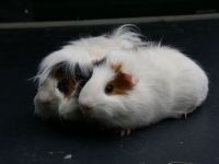 2 jongen