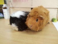 Joey en Angel