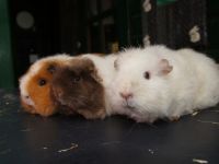 3 cavia's