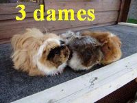 3 dames