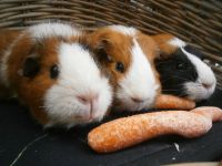 Cara , Mania, Laska