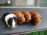 4 cavia dames