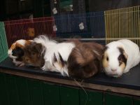 5 cavia's