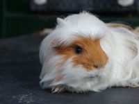 Adriaan