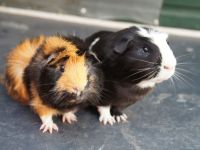 Roberto & Alexander