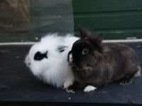 Anouk en Merel