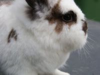 Bernard