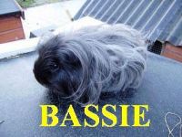Bassie