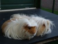 Bassie en Adriaan