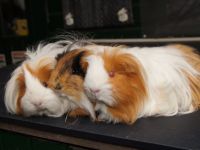 Bibi en Sammie en Eva