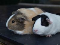 Billy en Bobbie