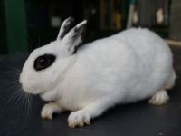 Binkie