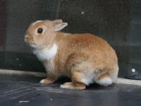 Binkie