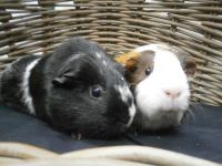Blacky en Brownie
