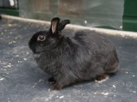 Blacky