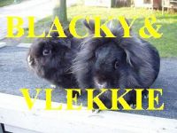 Blackie & Vlekkie