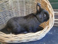 Blacky