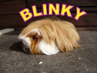 Blinky