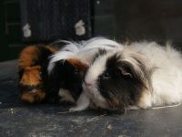 Dikneus & Sprinkel & Blondje