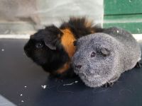 Bo & Higgs