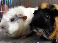 Boekie & Oekie