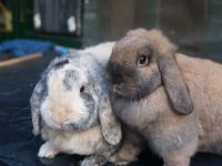 Boomer en Babs