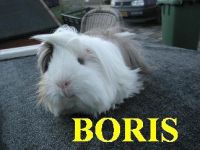 Boris