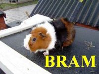 Bram