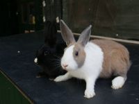 Bumper en Snuffie