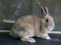 Bunny
