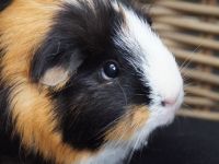 Charlie