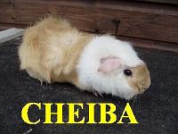 Cheiba