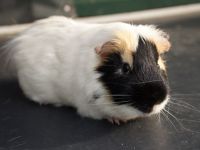Coco