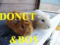 Donut