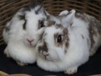 Doortje & Snuffie