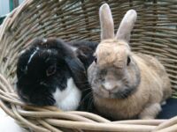 droppie & Clover