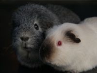 Droppie & Gucci