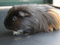 Elvis