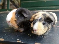 Fleurtje & Kiki
